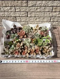 多肉植物　カット苗　もりもり多肉弁当⑥