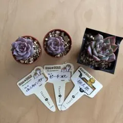 2026年最新】ファームパルクの人気アイテム - メルカリ