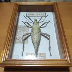 99mm】オオテングビワハゴロモ 外国産蝶標本 標本 蝶 蛾 ヤママユ