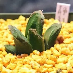 NIRVASH様 リクエスト 7点 まとめ商品