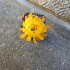 花サボテン　ロビビア黄色