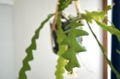 【ジグザグな観葉植物】フィッシュボーンカクタス 3本のサムネイル