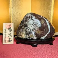 白山菊紋石 7㌔ 希少川ずれ 鑑賞石 観賞石 水石 盆石 天然石 置物 菊花