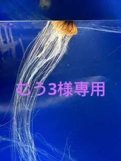むう3様専用