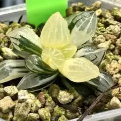 し*す様 アトロフスカミュータント錦　超美株　ハオルチア　観葉植物　2のサムネイル