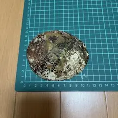 天然アワビ貝殻　アワビ　あわび　鮑　貝殻　真珠層　伊豆産
