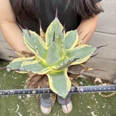 アガベ クリームスパイク 極上斑 選抜株 厚葉ワイド 良型株 S*7様 391 アガベ “クリームスパイク”極上斑 選抜株 厚葉ワイド 良型株