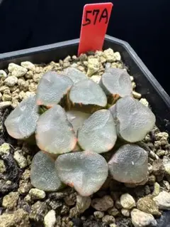 50a 多肉植物 ハオルチア 風の谷万象錦 自家繁殖 鉢植え発送 - メルカリ