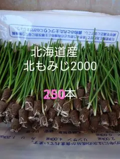北海道産 玉ねぎ 苗 北もみじ2000 250本 - メルカリ