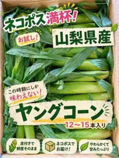 k99ハウス葉付　ヤングコーン　山梨県産　13〜15本　ベビーコーン　朝どり k133ハウス葉付 ヤングコーン 山梨県産 13〜15本 ベビーコーン 朝どり