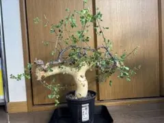 コミフォラ カタフ サクシコラ セット売り - メルカリ