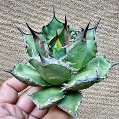 2025年最新】ロウルサンコ チタノタの人気アイテム - メルカリ