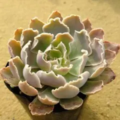 2026年最新】シャビアナの人気アイテム - メルカリ