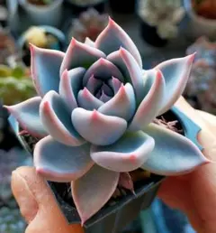 2025年最新】サボテン相談室の人気アイテム - メルカリ