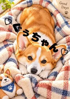 《一点限り》コーギー 毛布でくつろぐ犬