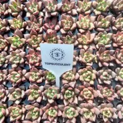 セル苗210個セット✨多肉植物 エケベリア 詰め合わせ 寄せ植えに