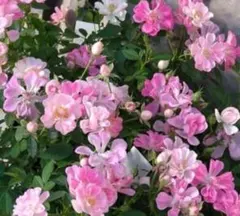 ミニつるバラ苗 真珠貝 ばら苗 ピンクのミニバラ - メルカリ