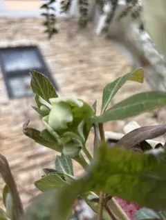 みっちーさま専用