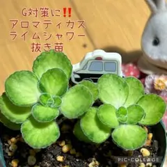 ゆな様 リクエスト 3点 まとめ商品