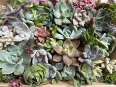 多肉弁当　寄せ植え　エケベリア・セダム
