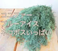 コニファー　ブルーアイス　ネコポスいっぱい
