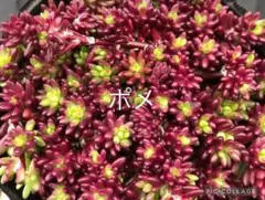 多肉植物 トリカラー 抜き苗 根付き ピンクミニー - メルカリ