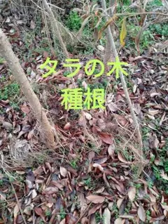 タラの木種根／タラの芽山菜の王様／抜き苗種根 棘あり・雄ダラ・鬼タラ芽