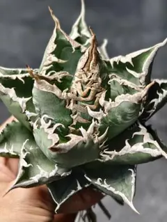 親株【アガベ 海王“精品海王” 】五つ星神龍/血統株/レア/神株 2025年最新】アガベ海王の人気アイテム - メルカリ