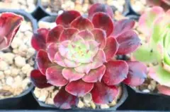多肉植物 アエオニウム カシミヤバイオレット 抜き苗 ❁⃘*.゜7.5cm