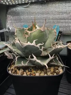 uzutan様 リクエスト 2点 まとめ商品