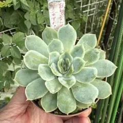 2025年最新】リンゼアナ おらいの人気アイテム - メルカリ