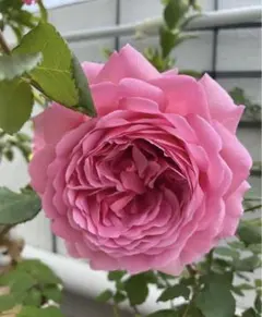 さくら　様　専用