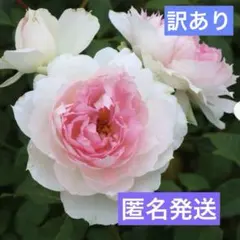 2026年最新】ばらの花 くるりの人気アイテム - メルカリ