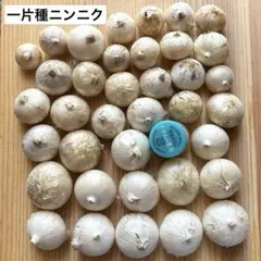 一片種ニンニク⑭丸ニンニク　農薬不使用のサムネイル