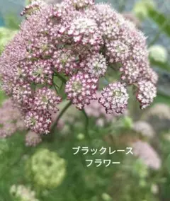 ひささん様 リクエスト 3点 まとめ商品