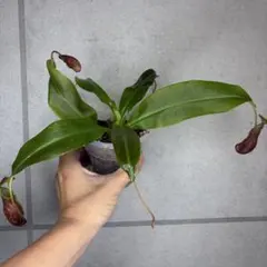 Nepenthes veitchii hyb. 食虫植物 ネペンテス ビーチ - メルカリ