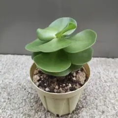 momotochato様 リクエスト 2点 まとめ商品