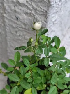 マイクロミニバラ ホワイトウッズ　　ヴェールウッズ苗 マイクロミニバラ ホワイトウッズ ヴェールウッズ苗 切り花品種