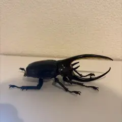2026年最新】標本・ ネプチューンオオカブトの人気アイテム - メルカリ