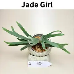 P.willinckii Jade Girl (TC) 【68】 - メルカリ