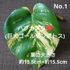 速達！rikisan様 リクエスト 7点 まとめ商品