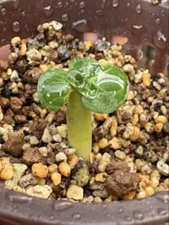 アデニウム ソコトラナム 純血 Wild 種子 20粒 6/11新着！【種子