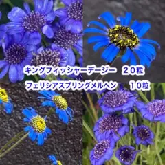 2026年最新】フェリシアスプリングメルヘンの人気アイテム - メルカリ