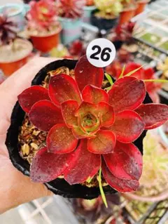 ❤️多肉植物❤️アエオニウム錦❤️ 魅金 のバラ❤️ 状態図 多肉植物アエオニウム❤️魅金のバラ ❤ 状態図 アエオニウム 魅