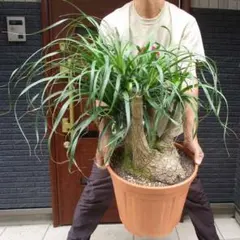 まんまる　トックリラン　特大 まんまる トックリラン 特大 - メルカリ