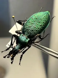 鶯黄金最高峰】キンモンウグイスコガネ 標本 スペクタビリスウグイス