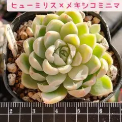 多肉植物 ヒューミリス×メキシコミニマ 抜き苗