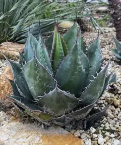 アガベ シャウィー×パラサナ ハイブリット hidden agave - メルカリ