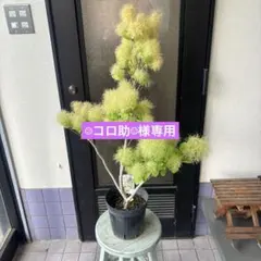 ピニョンマツ　スーパーシルバー ピニョンマツ スーパーシルバー - メルカリ
