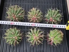 フェロカクタス 赤鳳1-7 セキホウ ドライガーデン ロックガーデン 7号